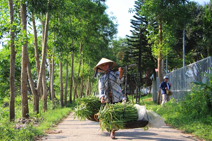Người dân Huế thu hàng chục triệu đồng mỗi vụ hoa loa kèn